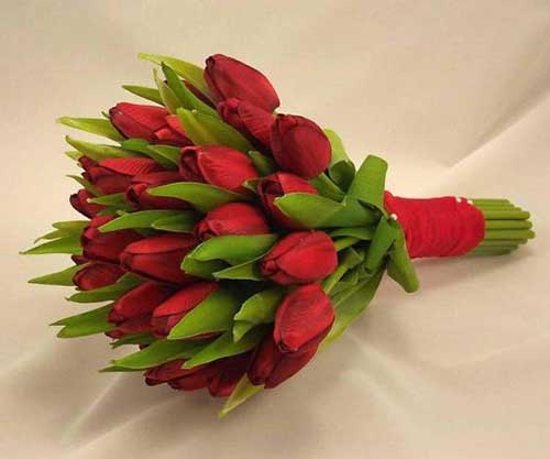 tulipa 1 diversas espécies
