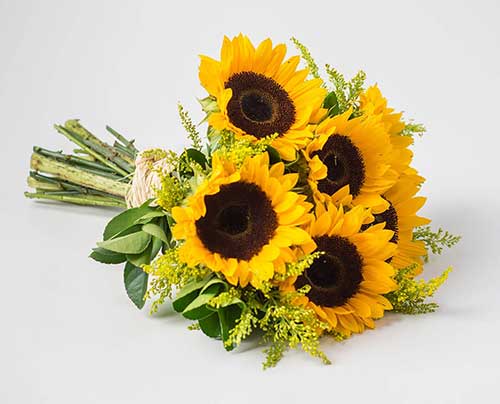 dicas de flores