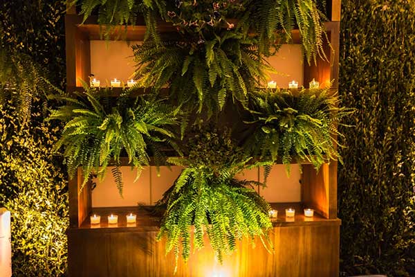 plantas decorativas