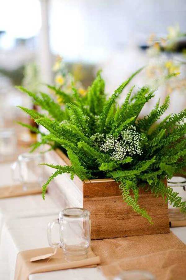 decoração com samambaia